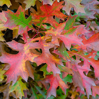 Roble de los pantanos
