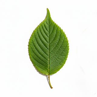 La Fin de la Chlorophylle