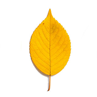 L'Apparition des Caroténoïdes