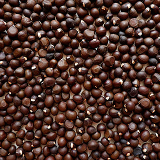 Xanthoceras sorbifolium