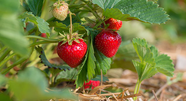 Bare-root Strawberries