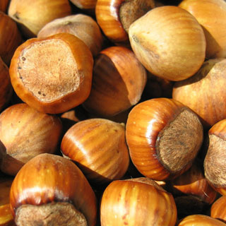 Hazel Nut