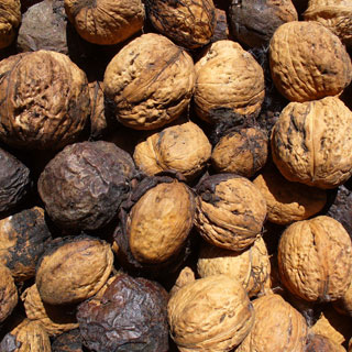 Walnut
