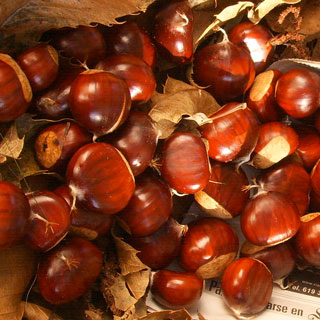 Chestnut