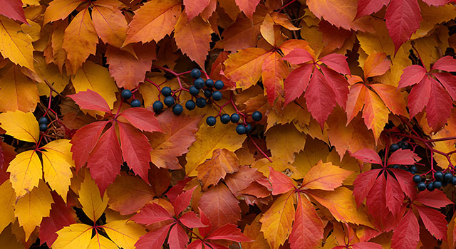 Top 5 des Arbustes d'Automne Top 5 des Arbustes d'Automne