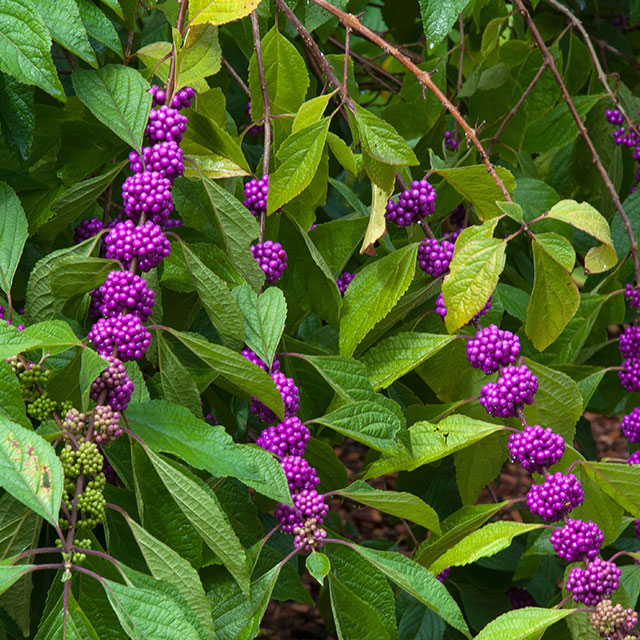 Arbuste aux bonbons violet (Callicarpa bodinieri) Arbuste aux bonbons violet (Callicarpa bodinieri)