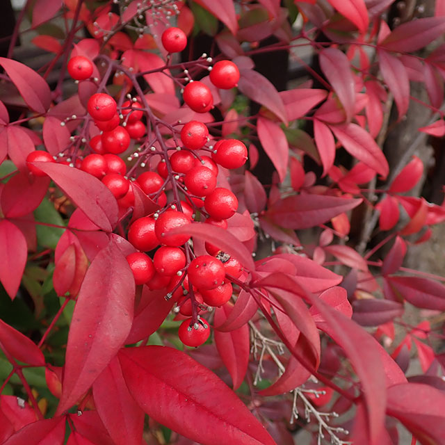 Bambou sacré ( Nandina domestica) Bambou sacré ( Nandina domestica)