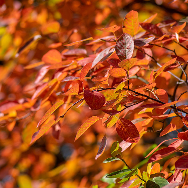 Amélanchier (Amelanchier canadensis) Amélanchier (Amelanchier canadensis)