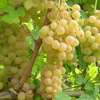 Viña sabor fresas - blanca