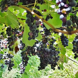 Viña sabor fresas - negra