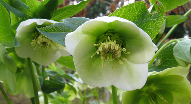 Roses de Noël (Hellébore)