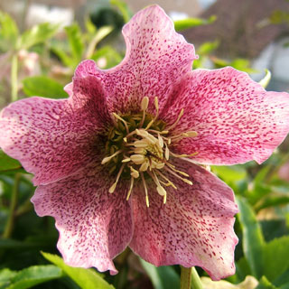 Rose de Noël d'Orient 'Hello Red'