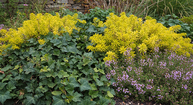 Top 5 des Plantes couvre-sol et tapissantes