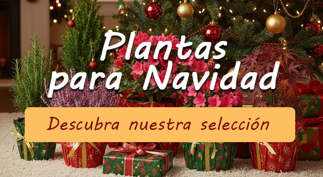 Navidad: Nuestra selección de plantas
