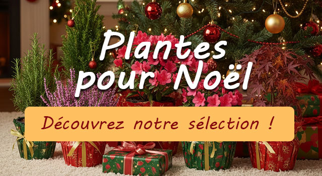 Noël: Notre sélection de plantes