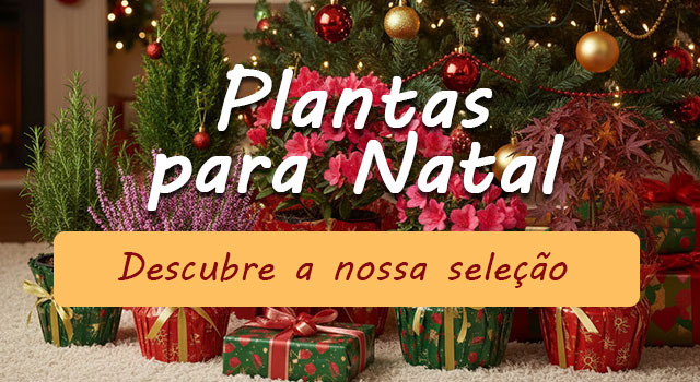 Natal: A nossa seleção de plantas