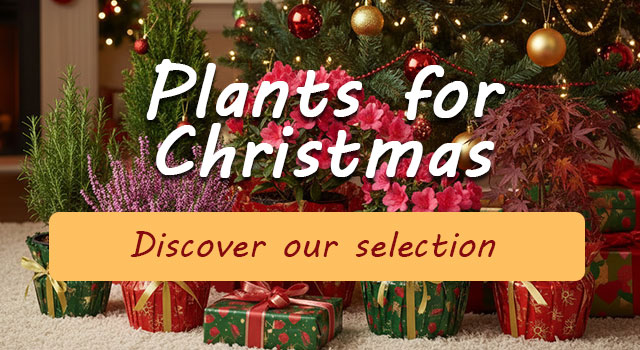 Christmas : Our selection of plants