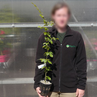 Plant truffier de Charme Commun