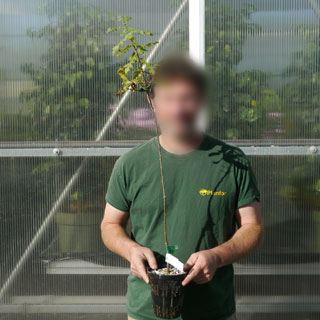 Plant truffier de Chêne Chevelu