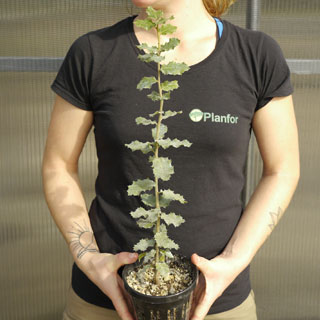 Plant truffier de Chêne vert