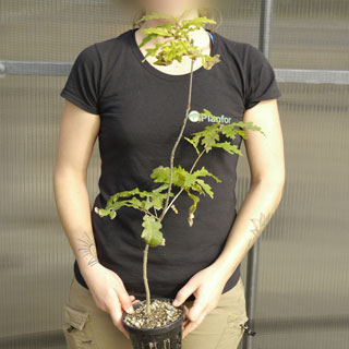 Plant truffier de Chêne pubescent