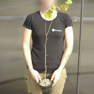 Plant truffier de Noisetier