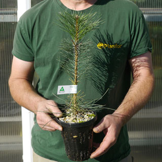 Plant truffier de Pin noir d'Autriche