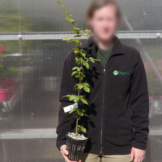 Plant truffier de Charme Commun