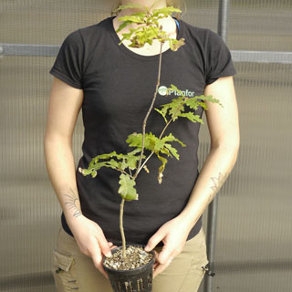 Plant truffier de Chêne pubescent