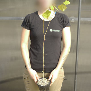 Plant truffier de Noisetier