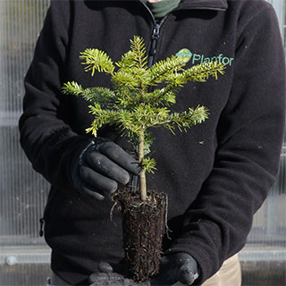 Sapin Nordmann Motte Sapin Nordmann Motte