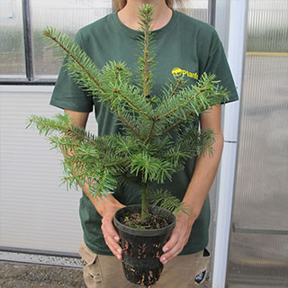 Sapin Nordmann Pot 1 Litre Sapin Nordmann Pot 1 Litre