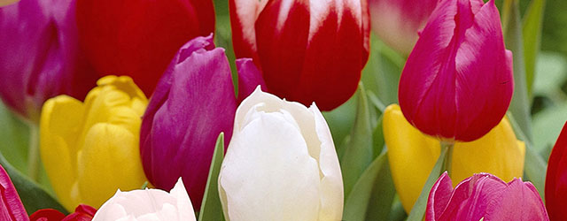 Tulipe triomphe en mélange Tulipe triomphe en mélange