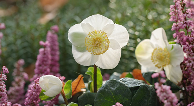 Cores no Jardim : O Inverno Florido