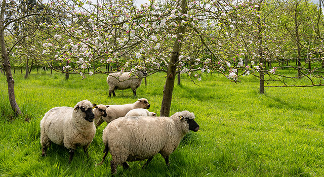 Agrossilvicultura: &Aacute;rvores e Agricultura, um modelo que pode exportar para o jardim