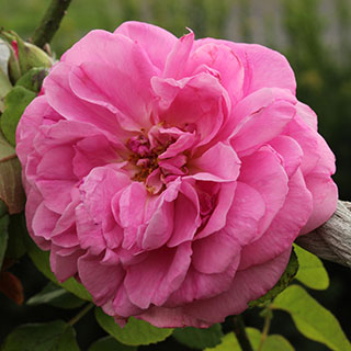 Gertrude Jekyll