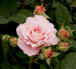 Andr&eacute; Le Nôtre