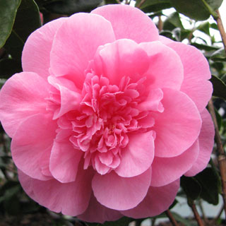 Cam&eacute;lia 'Debbie'