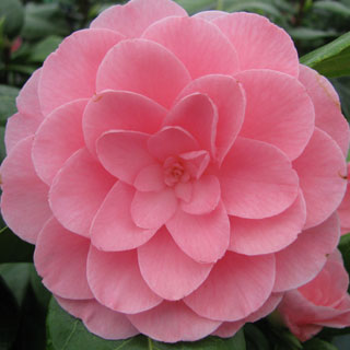 Cam&eacute;lia 'Nuccio's Cameo'