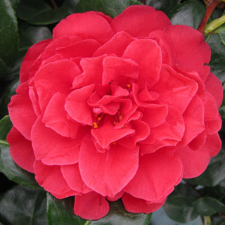 Cam&eacute;lia 'Tom Knudsen'