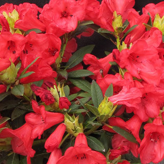 Rododendro 'Elisabeth'