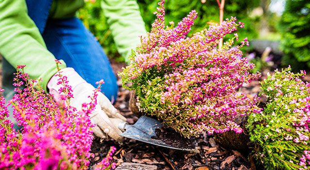 Plantas de terra de urze: cor no jardim