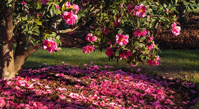 Plantas de terra de urze: cor no jardim