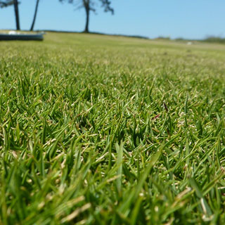 Hierba de la Mascarenas (Zoysia)