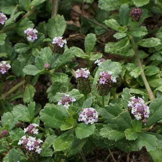 Verbena nodiflora