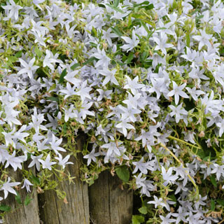 Campanilla de murallas