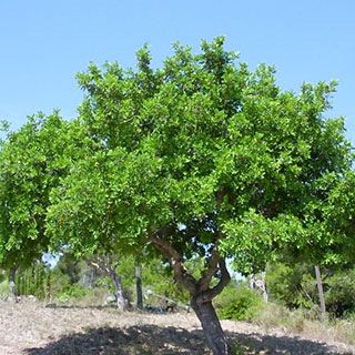 Focus sur le Caroubier