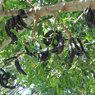 Focus sur le Caroubier