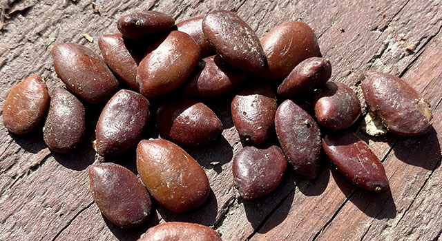 Focus sur le Caroubier