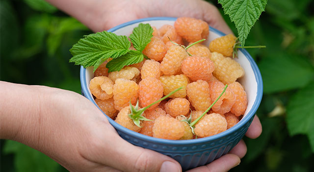 Foco en el Frambueso amarillo enano